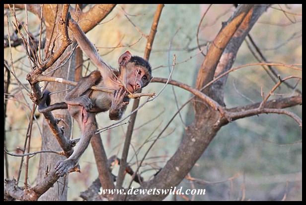 Shingwedzi jungle-gym