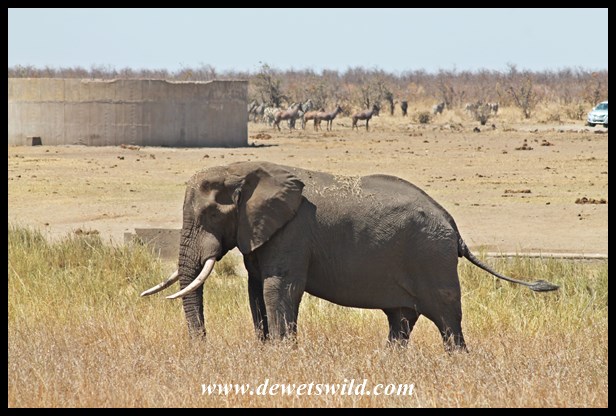 Elephant at Mooiplaas