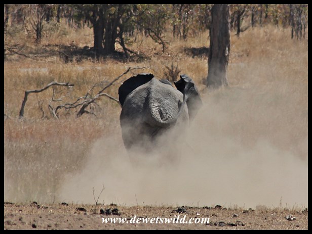 Elephant mayhem at Mooiplaas