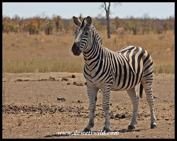 Plains zebra