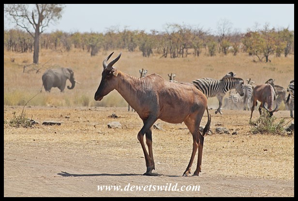 Tsessebe
