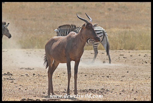 Tsessebe