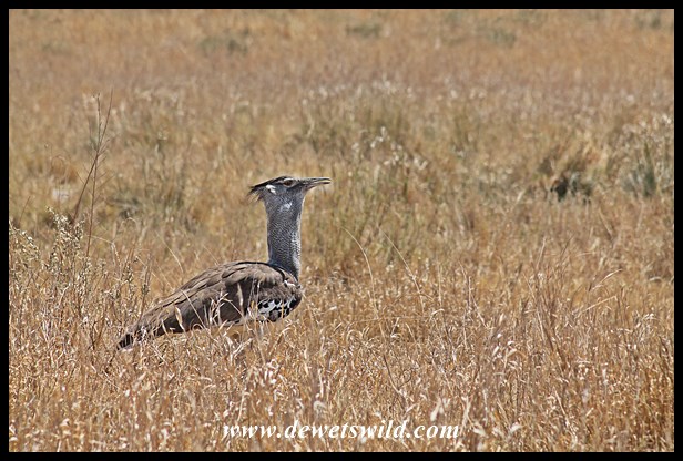 Kori Bustard