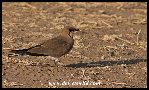 Collared pratincole