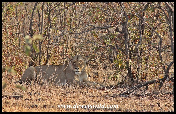 Lioness at Mooiplaas
