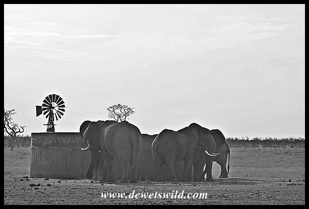 Elephants at Mooiplaas