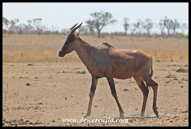 Tsessebe