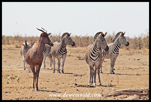 Tsessebe and zebra at Mooiplaas