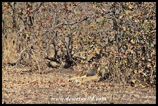 Lioness in hiding