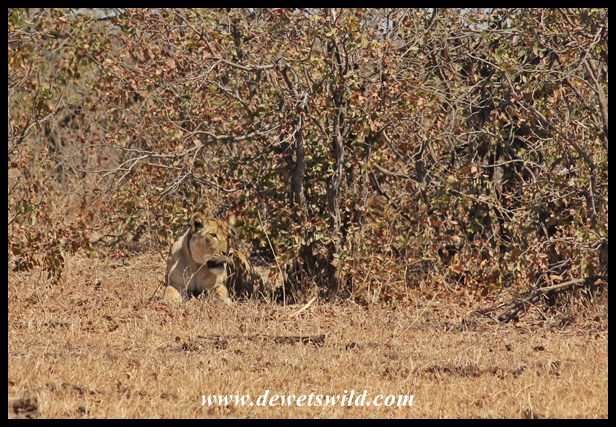 Lioness in hiding