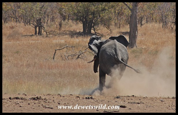 Elephant mayhem at Mooiplaas