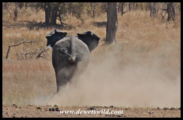 Elephant mayhem at Mooiplaas
