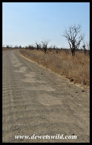 Elephants enjoy walking along roads