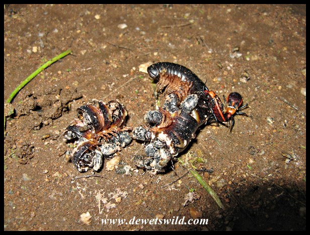 The remains of a millipede indicates a civet enjoyed a tasty morsel here
