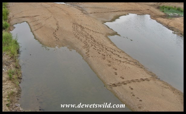 The comings and goings at the waterhole