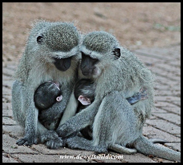 Vervet sisters with babies