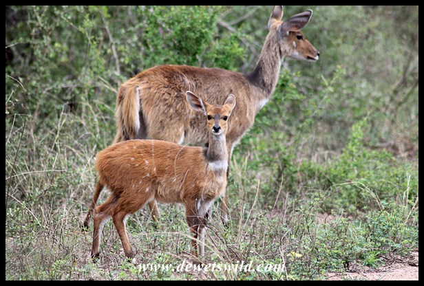 Baby bushbuck