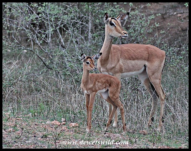 Impala bundle of joy