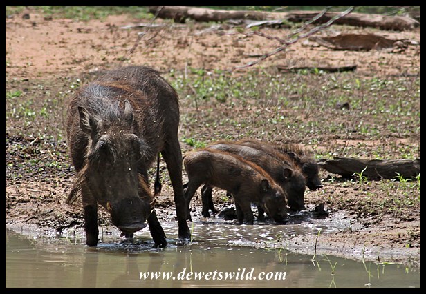 Piglets will be pigs, after all