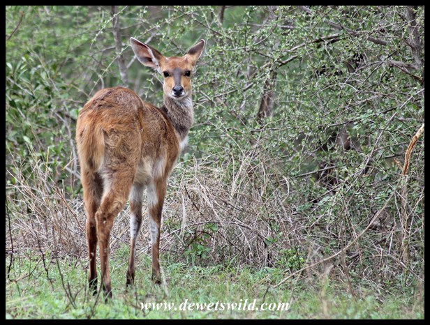 Bushbuck