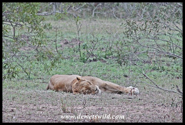 Lazy lioness