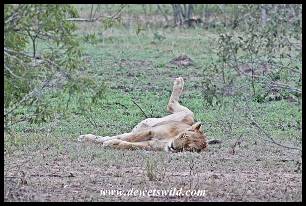Lazy lioness