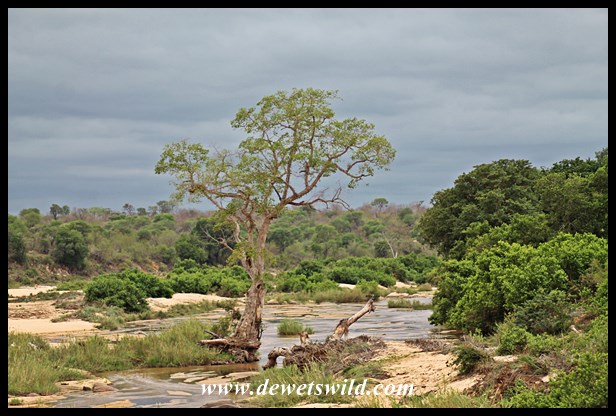 Threatening clouds over the Sabie River