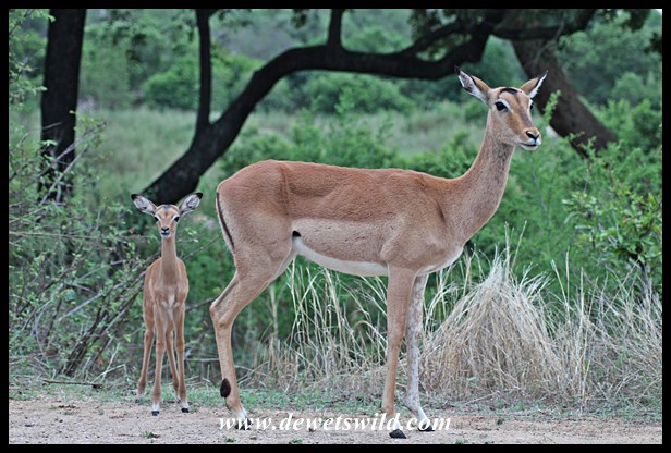 Impala lambing season