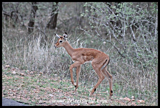 Impala lambing season