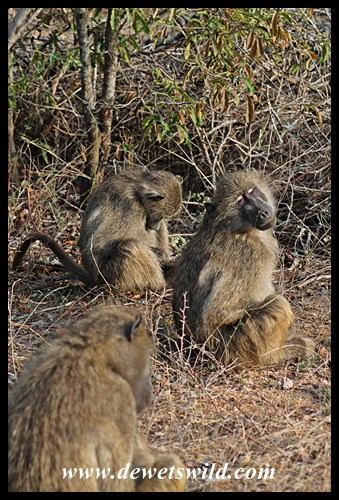 Yes, they're fast asleep!