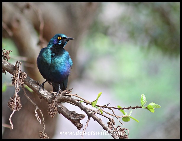 Glossy starling in Lower Sabie