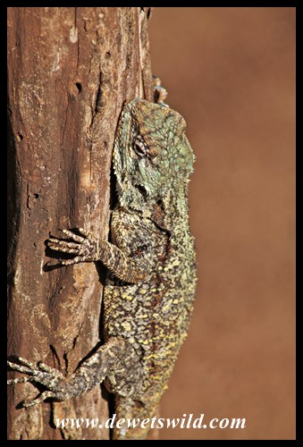 Notice the ant on this agama's leg?
