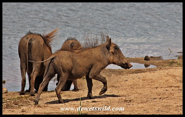 Warthogs drinking from the Sabie