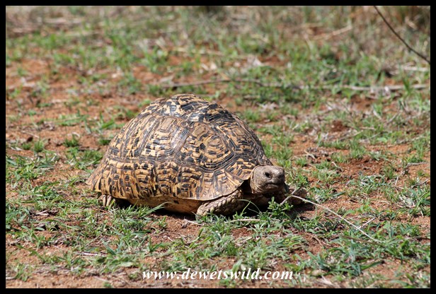 Tortoise enjoying freshly sprouted grass
