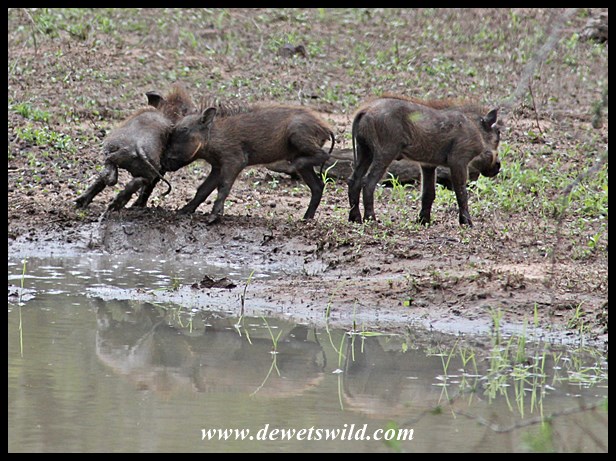 Newborn warthogs