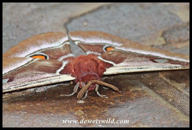 Common Emperor Moth at Crocodile Bridge
