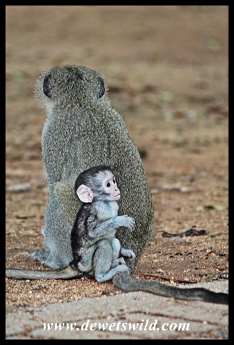 Ample opportunity to enjoy the antics of Skukuza's vervet monkeys