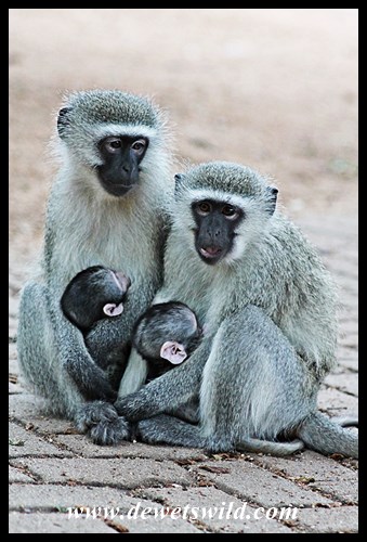 Ample opportunity to enjoy the antics of Skukuza's vervet monkeys
