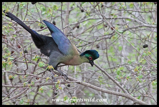 Purple-crested Turaco