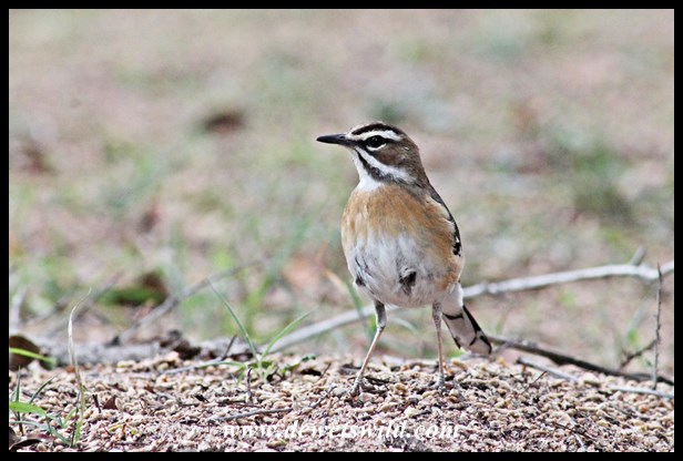 Bearded Scrub-Robin