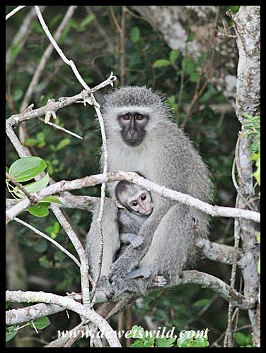 iSimangaliso 22122014