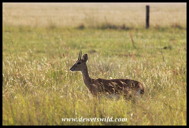 Oribi (10)