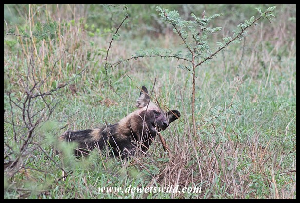 Leg of lamb, wild dog style...