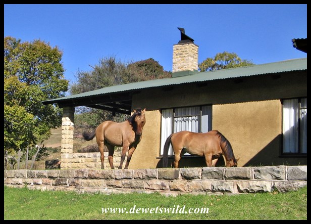 Golden Gate photographer (1)