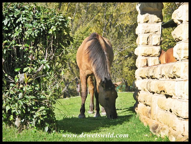 Golden Gate photographer (2)