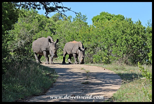 The rhinos that caused the swearing at Ithala Game Reserve...