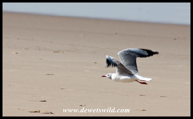 Grey-headed gull taking flight at Cape Vidal's beach