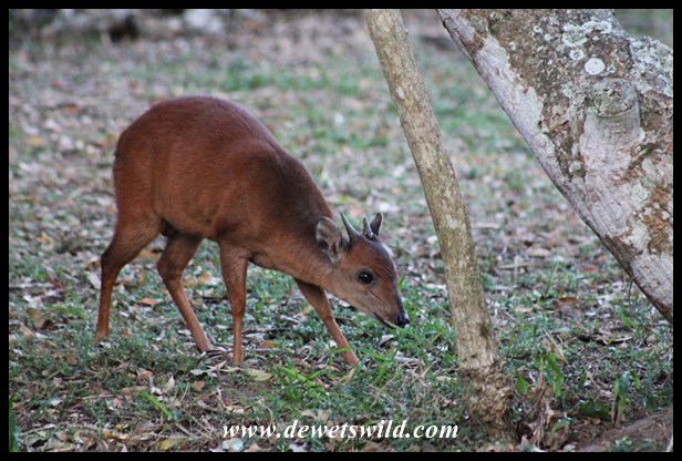 Red Duiker (10)