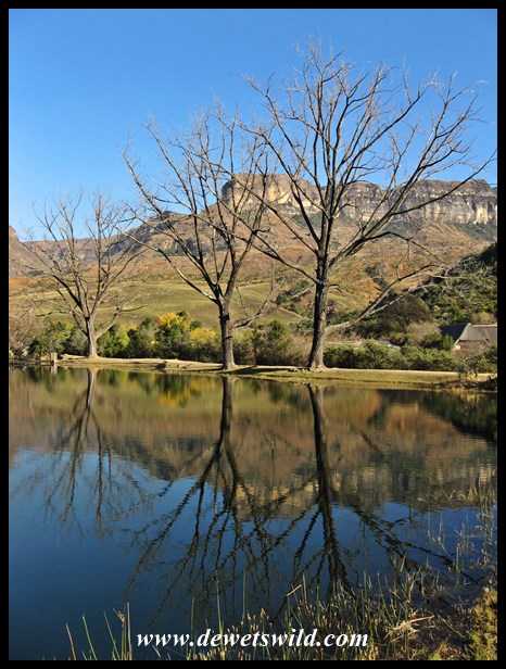 Royal Natal 09-08-2015