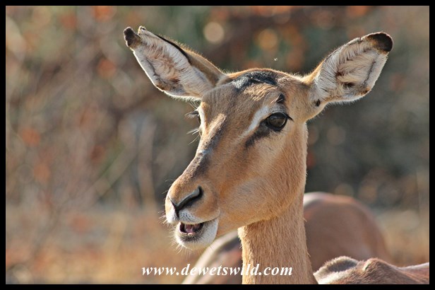 美品　CAMPER　BROTHERS IMPALA　3eye チャッカ　26 CAMPER（カンペール）」90年代のアイコンシリーズ「BROTHERS」より新た